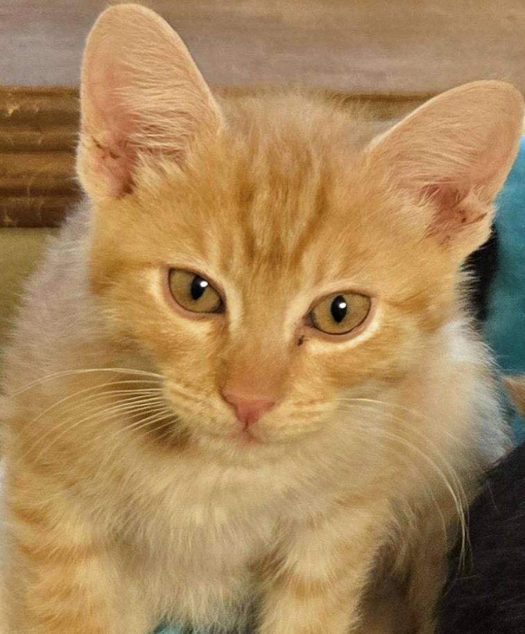 Griffin, ADOPTABLE, Kitten Male Tabby.