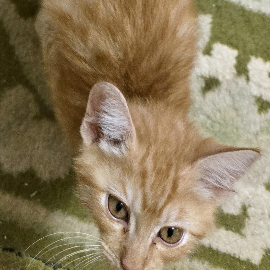 Griffin, a ADOPTABLE Tabby in Salem, OR image 3/5