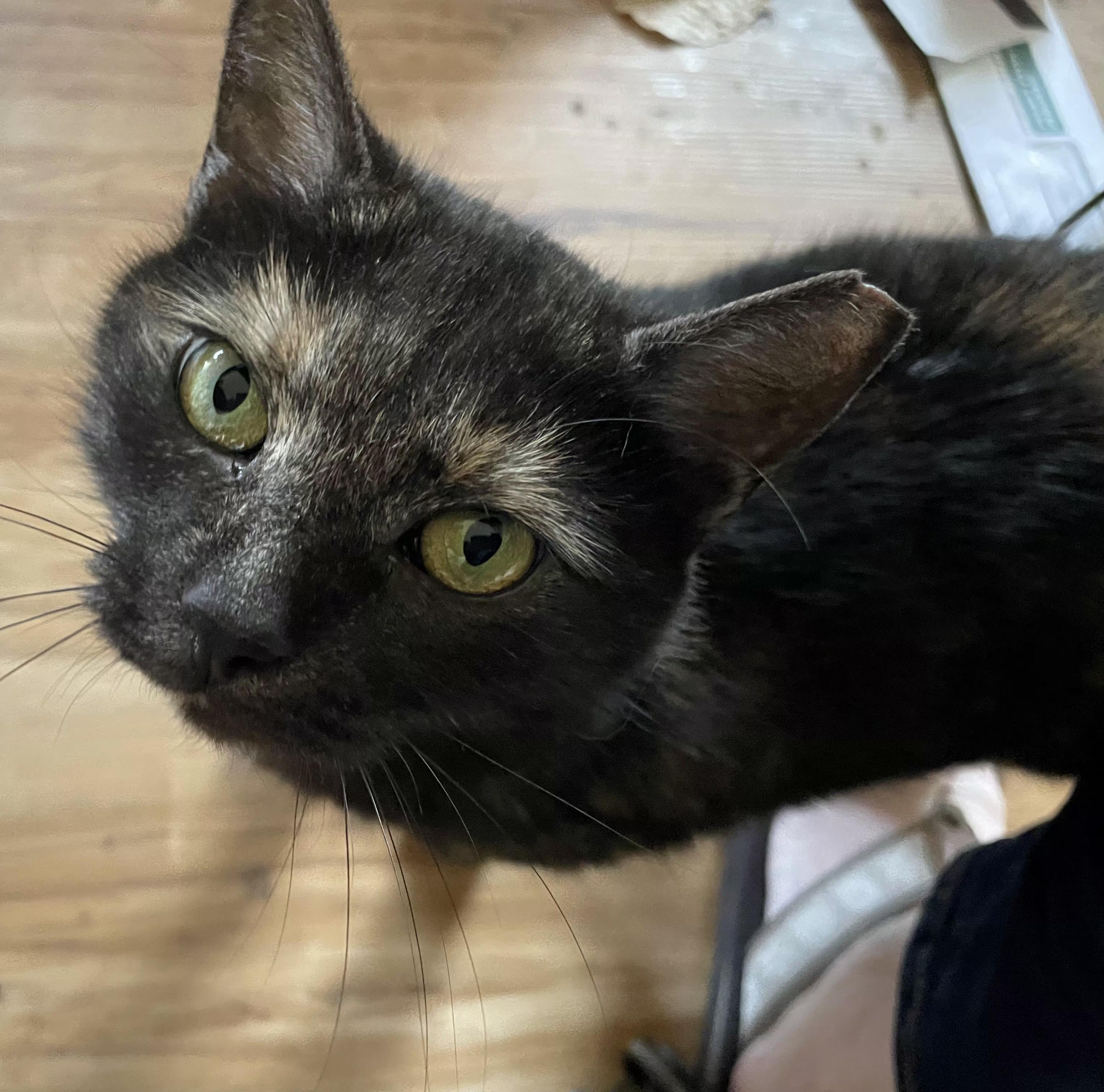 Enlarge Eva, a ADOPTABLE Tortoiseshell in Bear, DE image 2/3