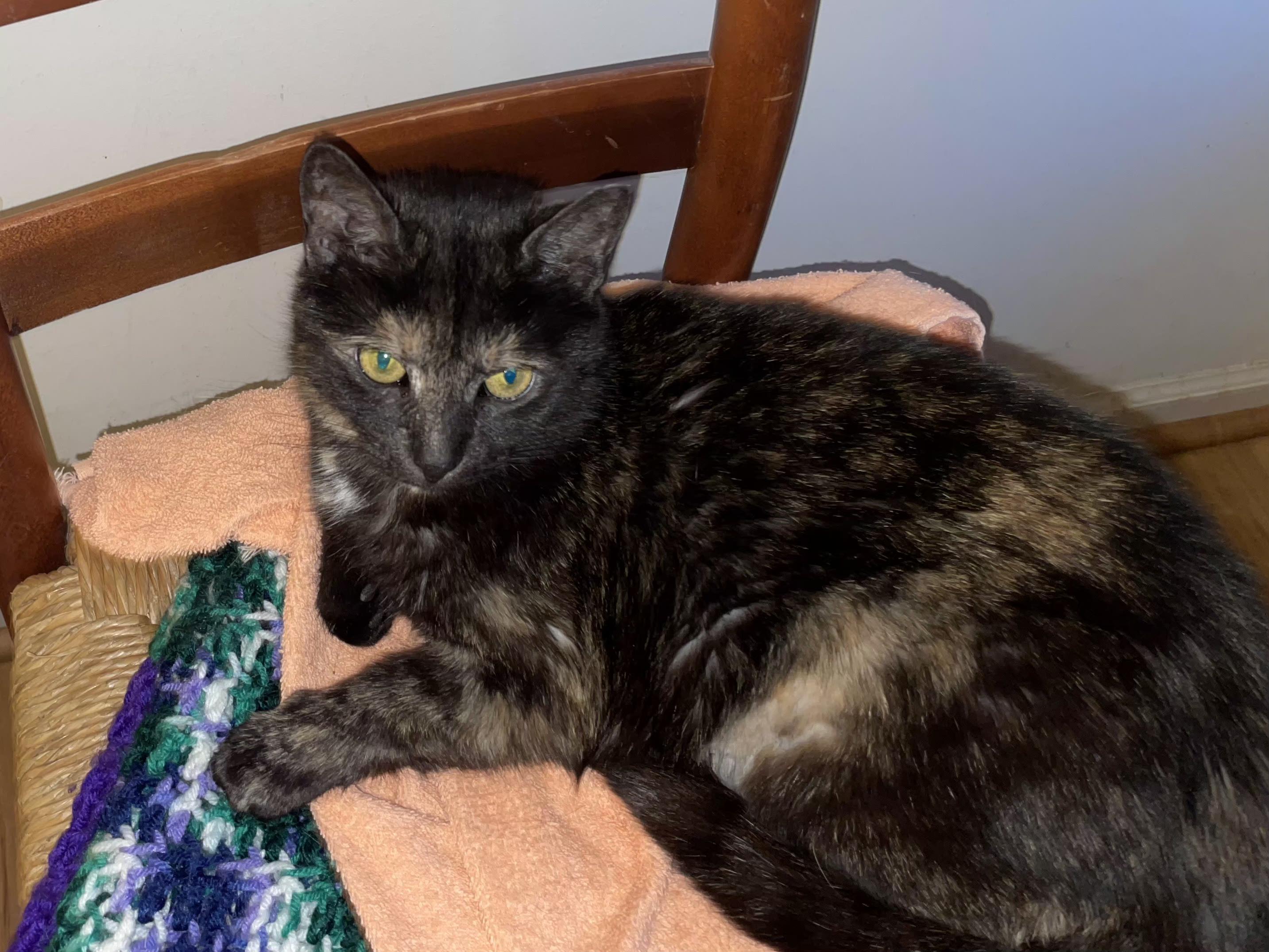 Enlarge Eva, a ADOPTABLE Tortoiseshell in Bear, DE image 3/3