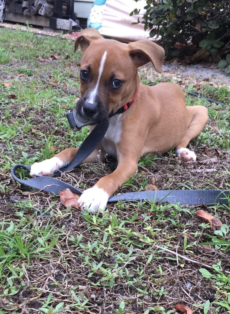 Liberty, an adoption pending mixed breed in stuart, FL image 2/2