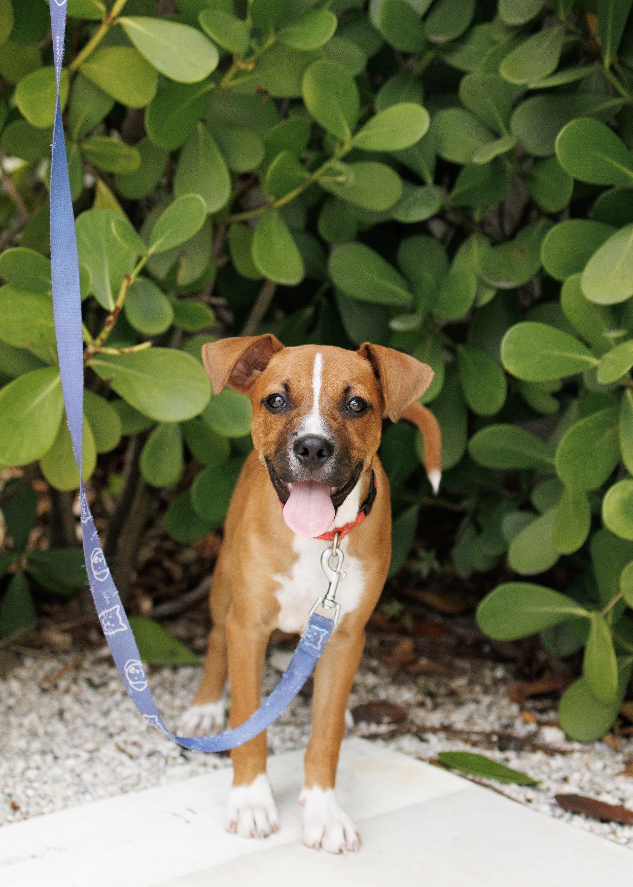 Liberty, Adoptable, Puppy Male Mixed Breed.