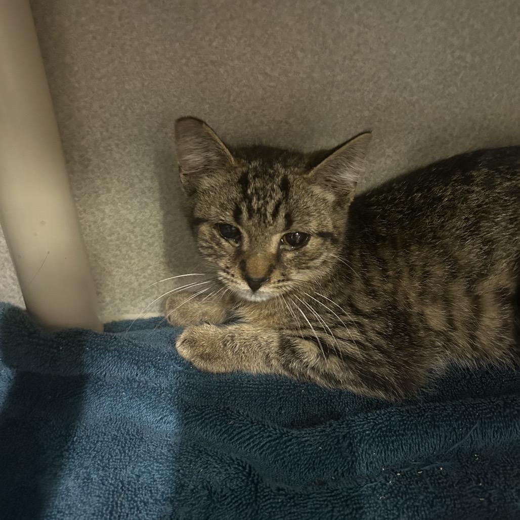 Lunch Box, Adoptable, Young Male Domestic Short Hair.