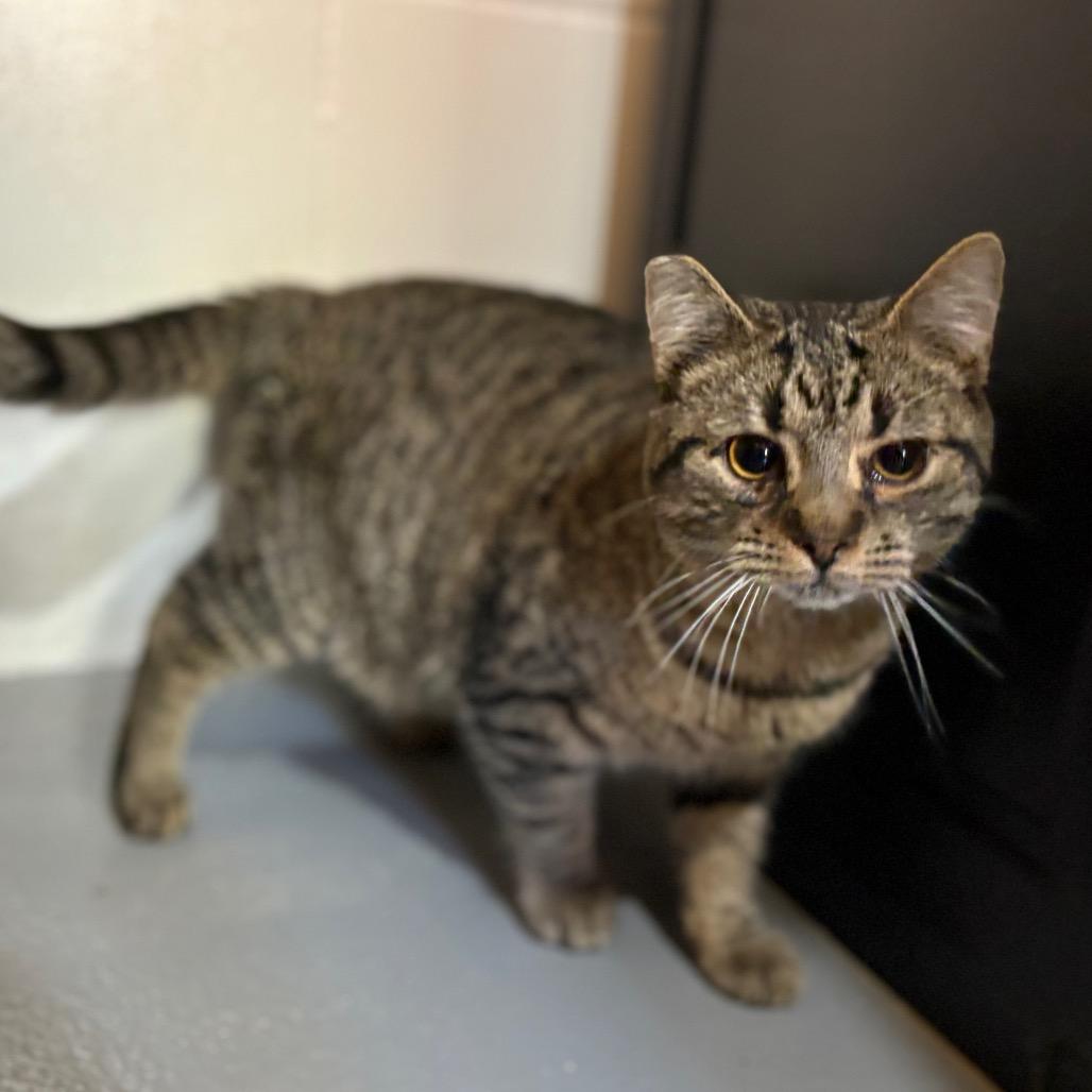 Enlarge Lunch Box, a Adoptable Domestic Short Hair in Morganton, NC image 2/2
