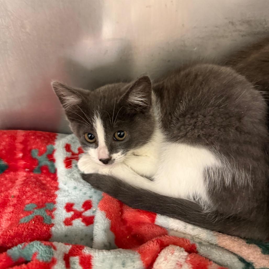 Aurora, Adoptable, Kitten Female Domestic Short Hair.