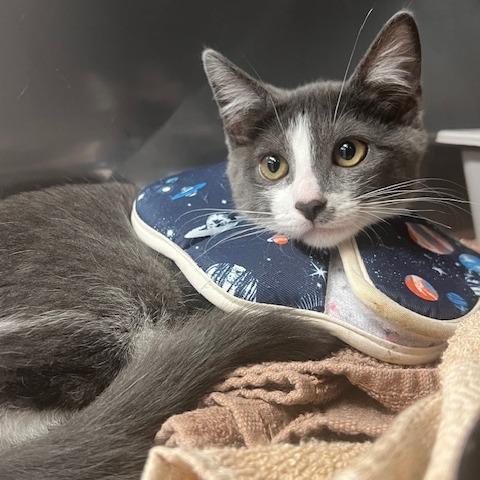 Enlarge Aurora, a Adoptable Domestic Short Hair in Lake Panasoffkee, FL image 2/2