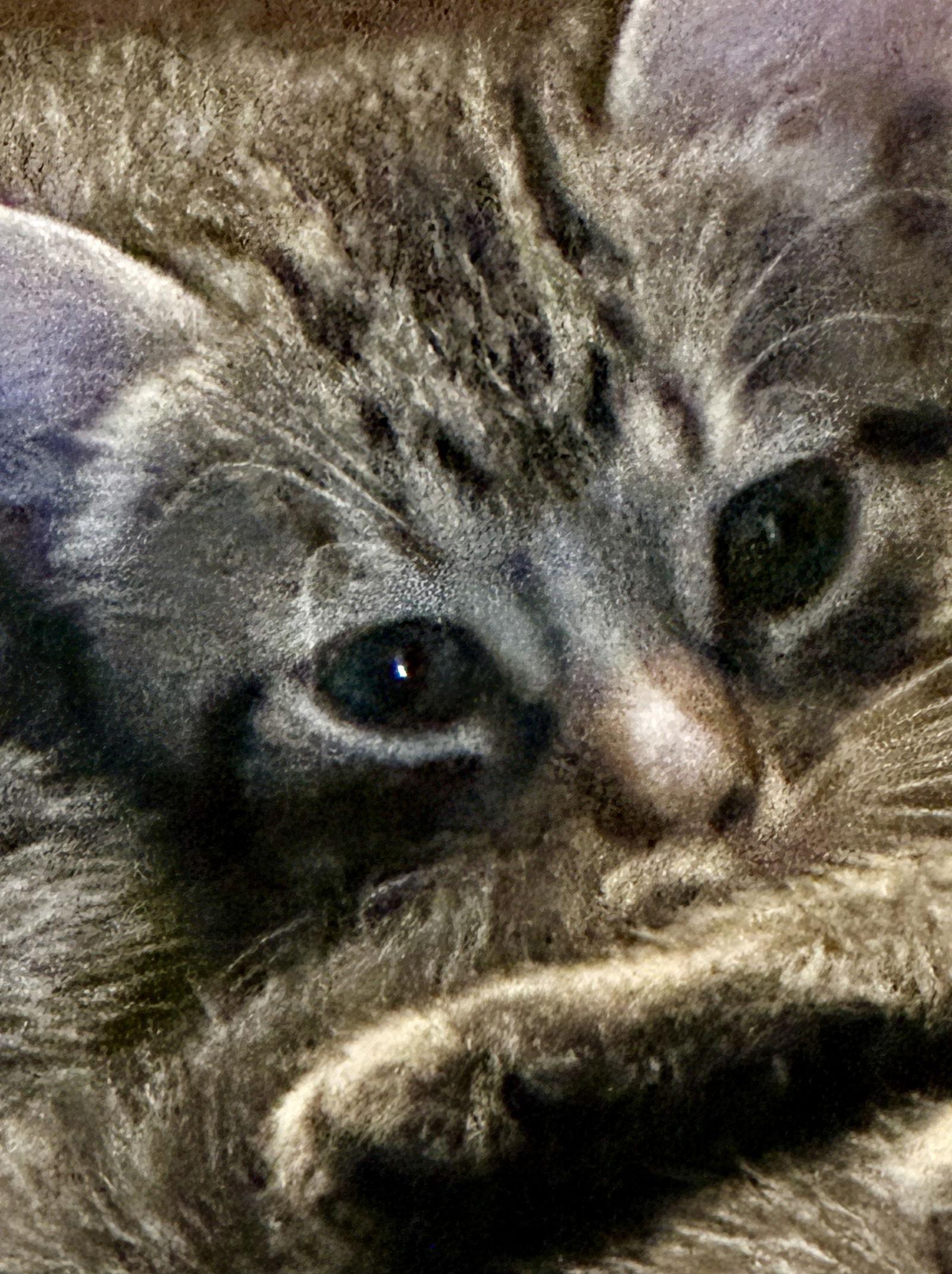 Cirrus, Adoptable, Young Male Domestic Short Hair.