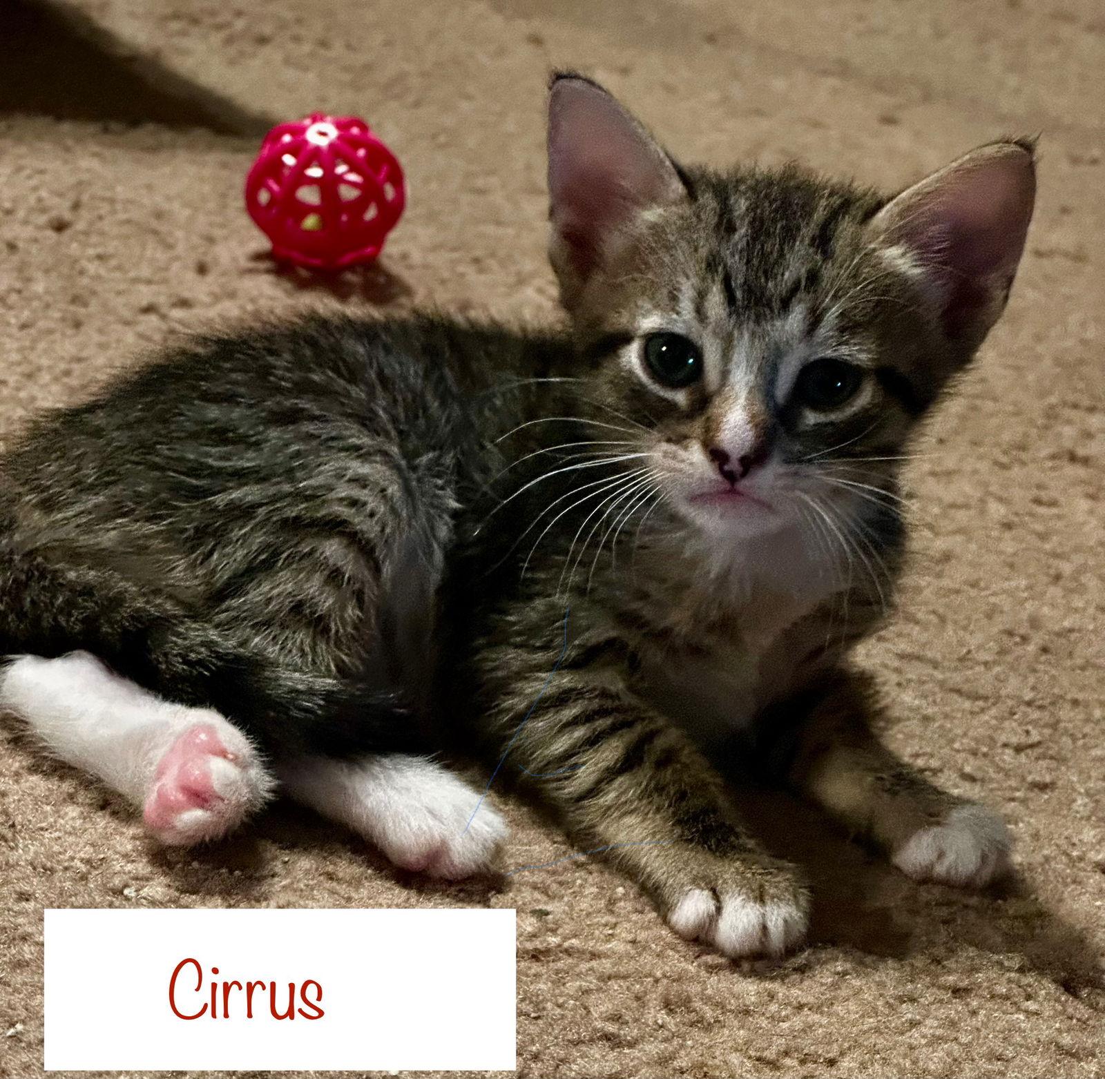 Enlarge Cirrus, a Adoptable Domestic Short Hair in Prosper, TX image 2/3
