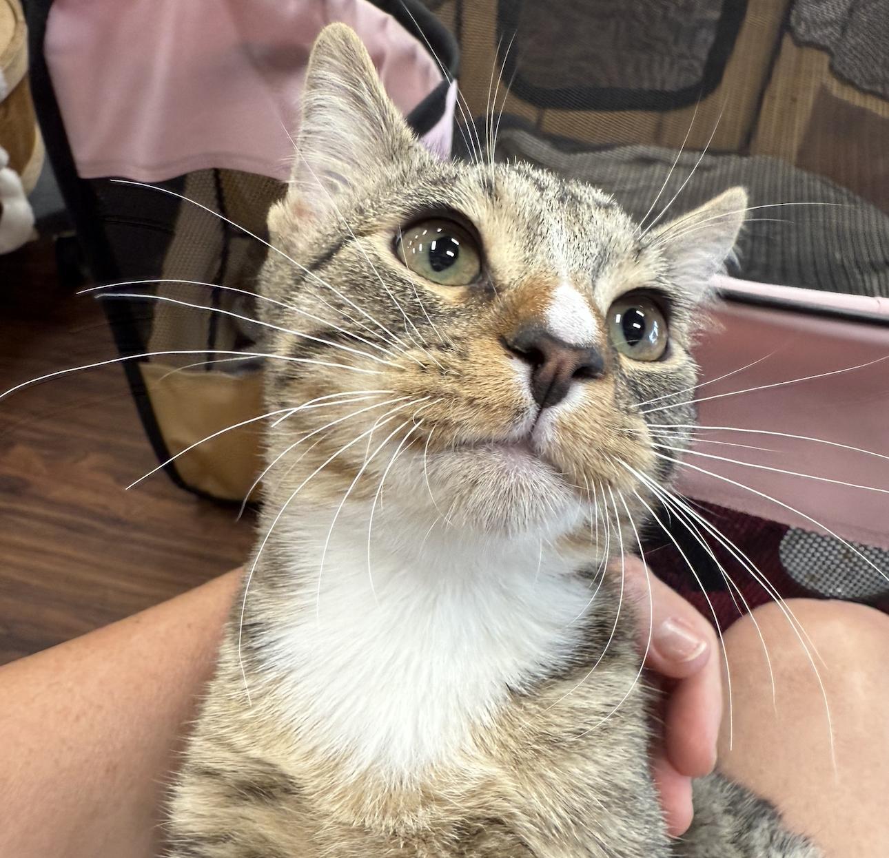 Enlarge Cirrus, a Adoptable Domestic Short Hair in Prosper, TX image 3/3