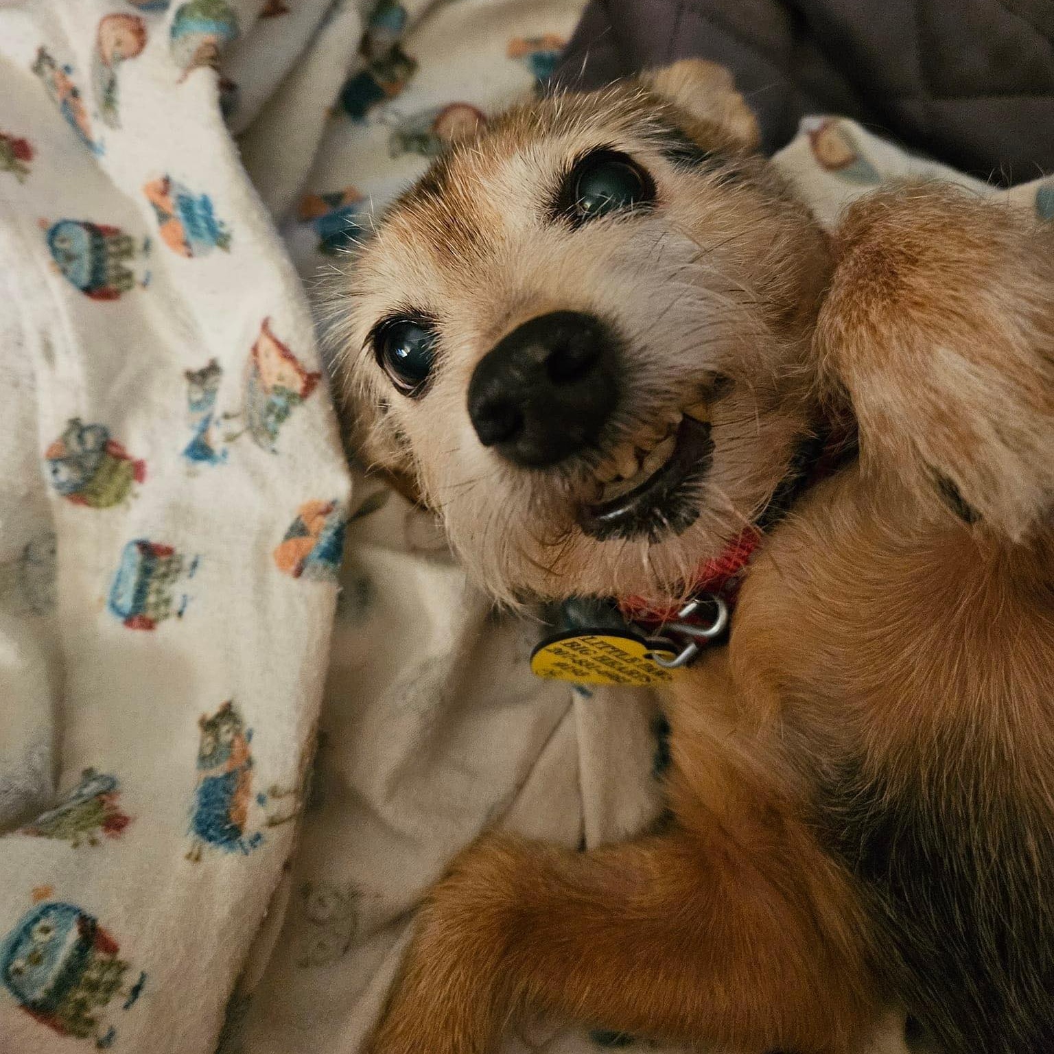 Cupcake, a Adopted mixed breed in Portland, ME image 1/2