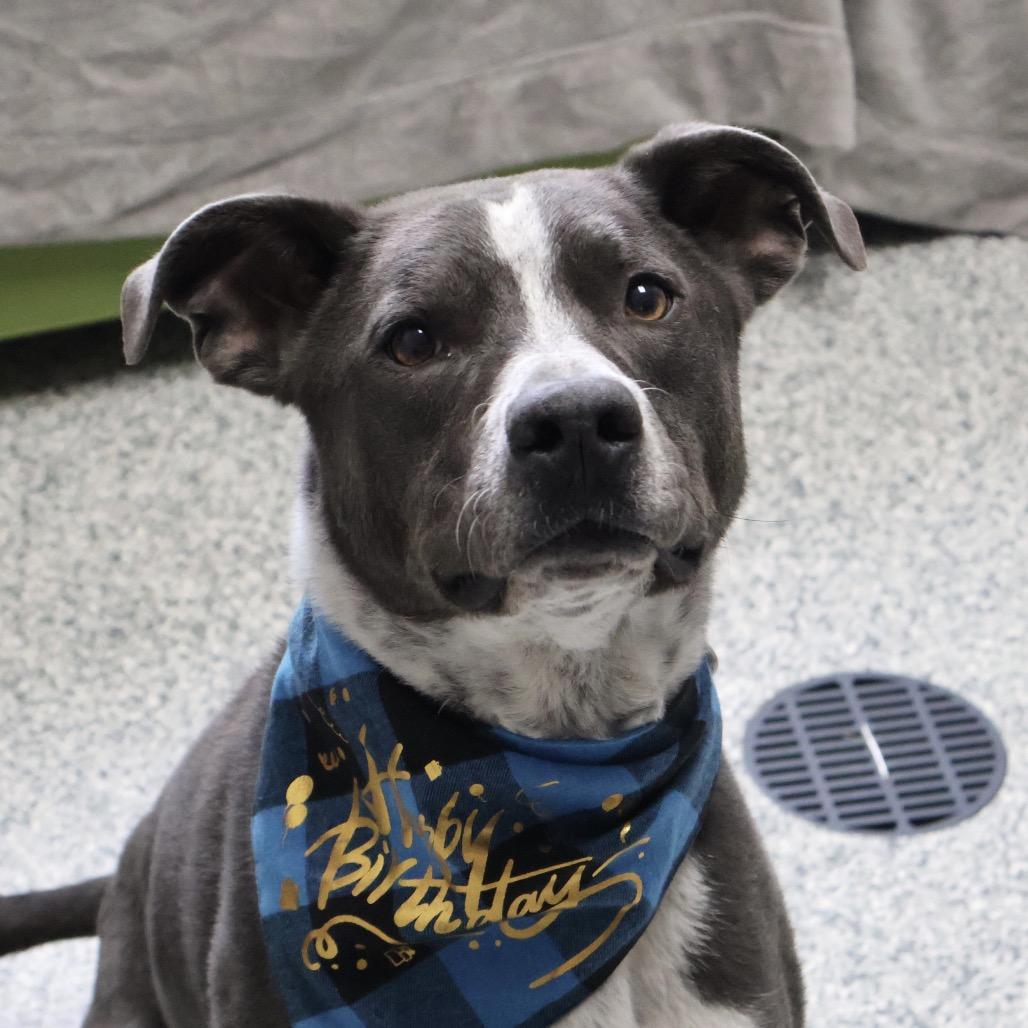 Cronus, Adoptable, Adult Male Mixed Breed.