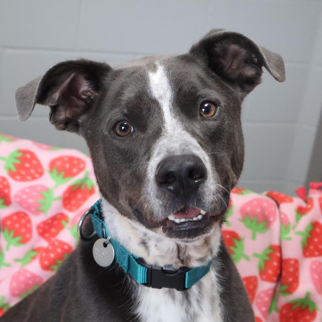 Enlarge Cronus, a Adoptable Mixed Breed in Brookfield, WI image 1/6