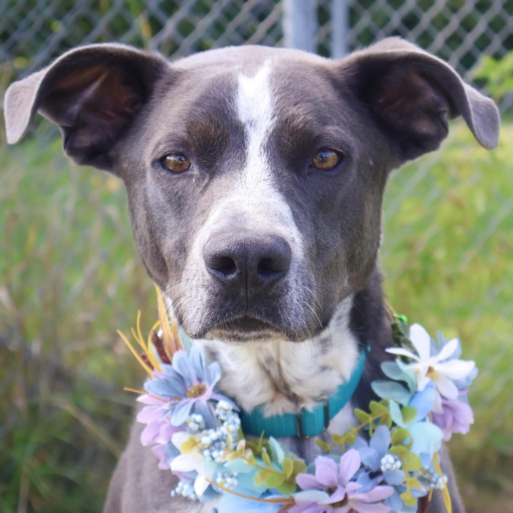 Enlarge Cronus, a Adoptable Mixed Breed in Brookfield, WI image 2/6
