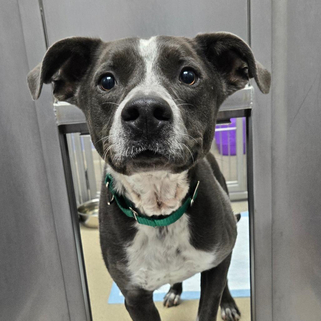 Enlarge Cronus, a Adoptable Mixed Breed in Brookfield, WI image 3/6