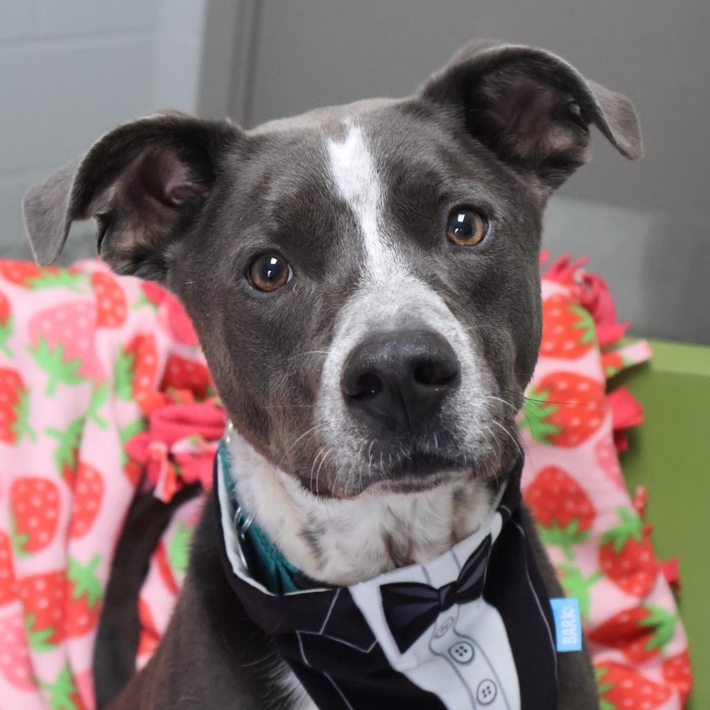 Enlarge Cronus, a Adoptable Mixed Breed in Brookfield, WI image 4/6