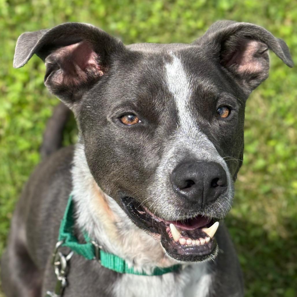 Enlarge Cronus, a Adoptable Mixed Breed in Brookfield, WI image 5/6