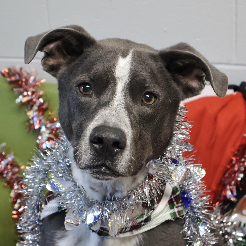 Enlarge Cronus, a Adoptable Mixed Breed in Brookfield, WI image 6/6