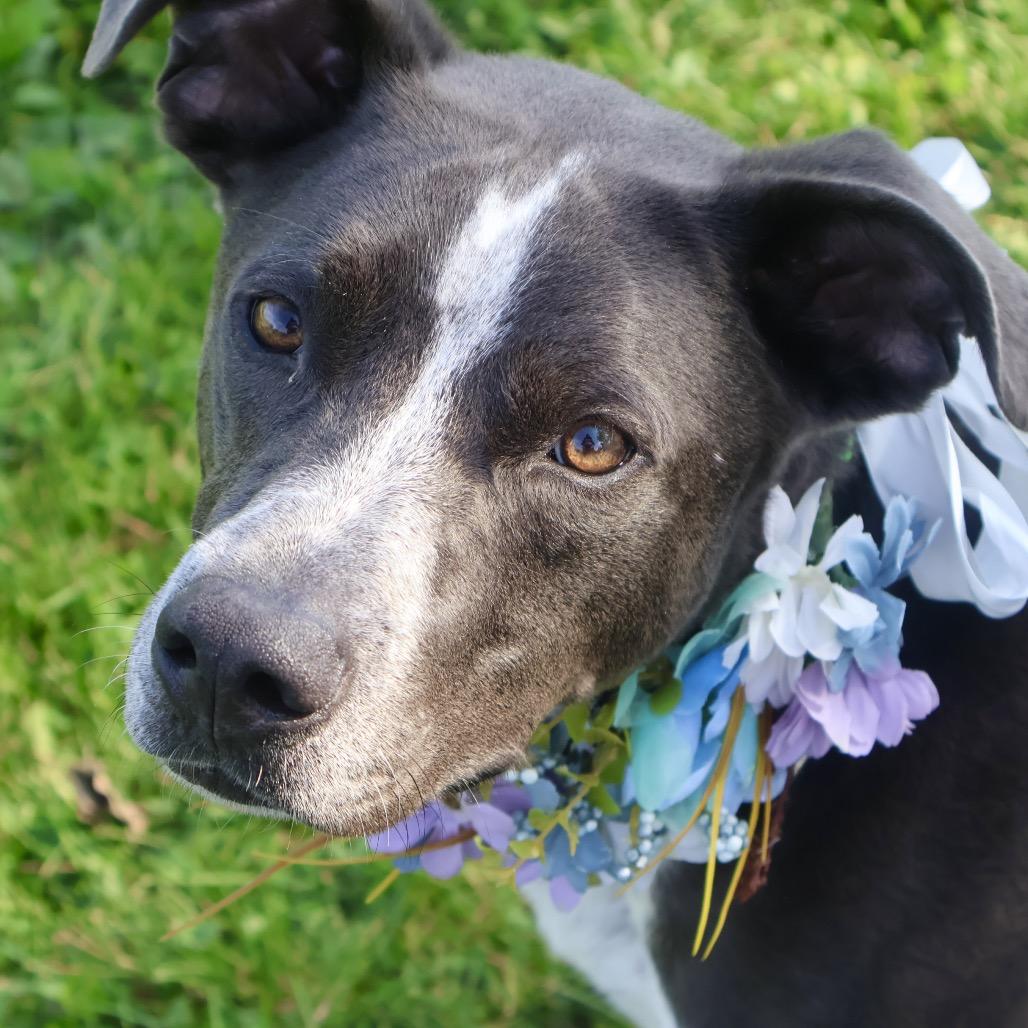 Enlarge Cronus, a Adoptable Mixed Breed in Brookfield, WI image 6/6