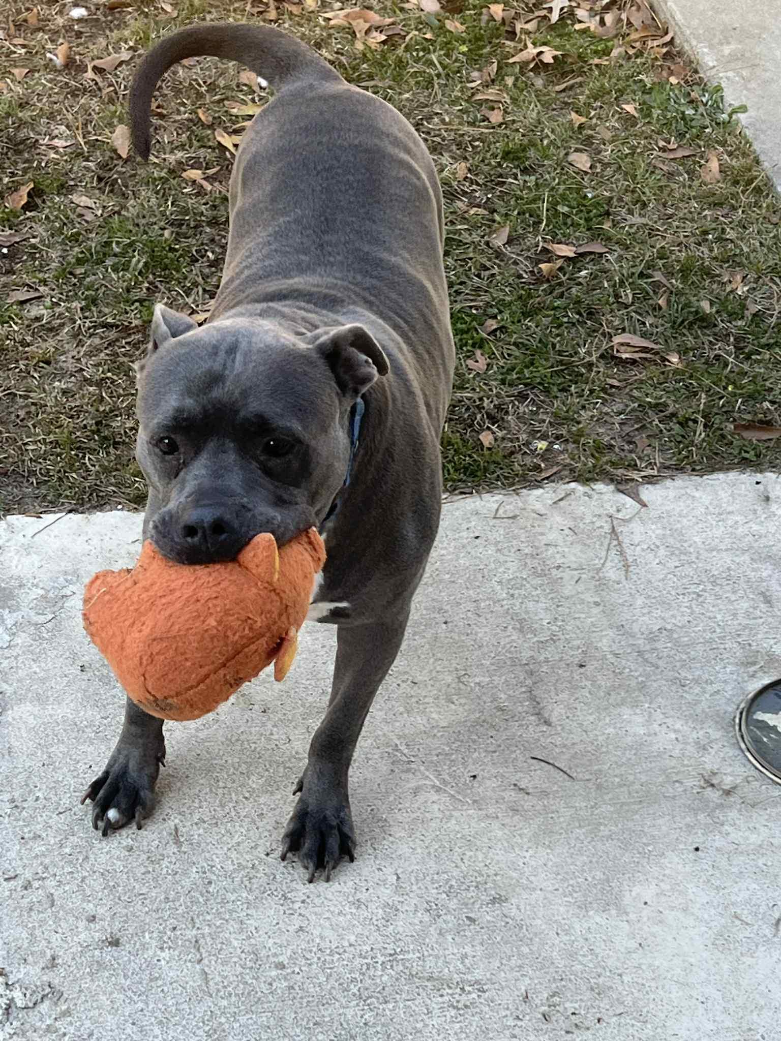 Grayson, Adoptable, Adult Male American Staffordshire Terrier.