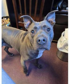 Grayson, adoptable, Adult Male American Staffordshire Terrier.