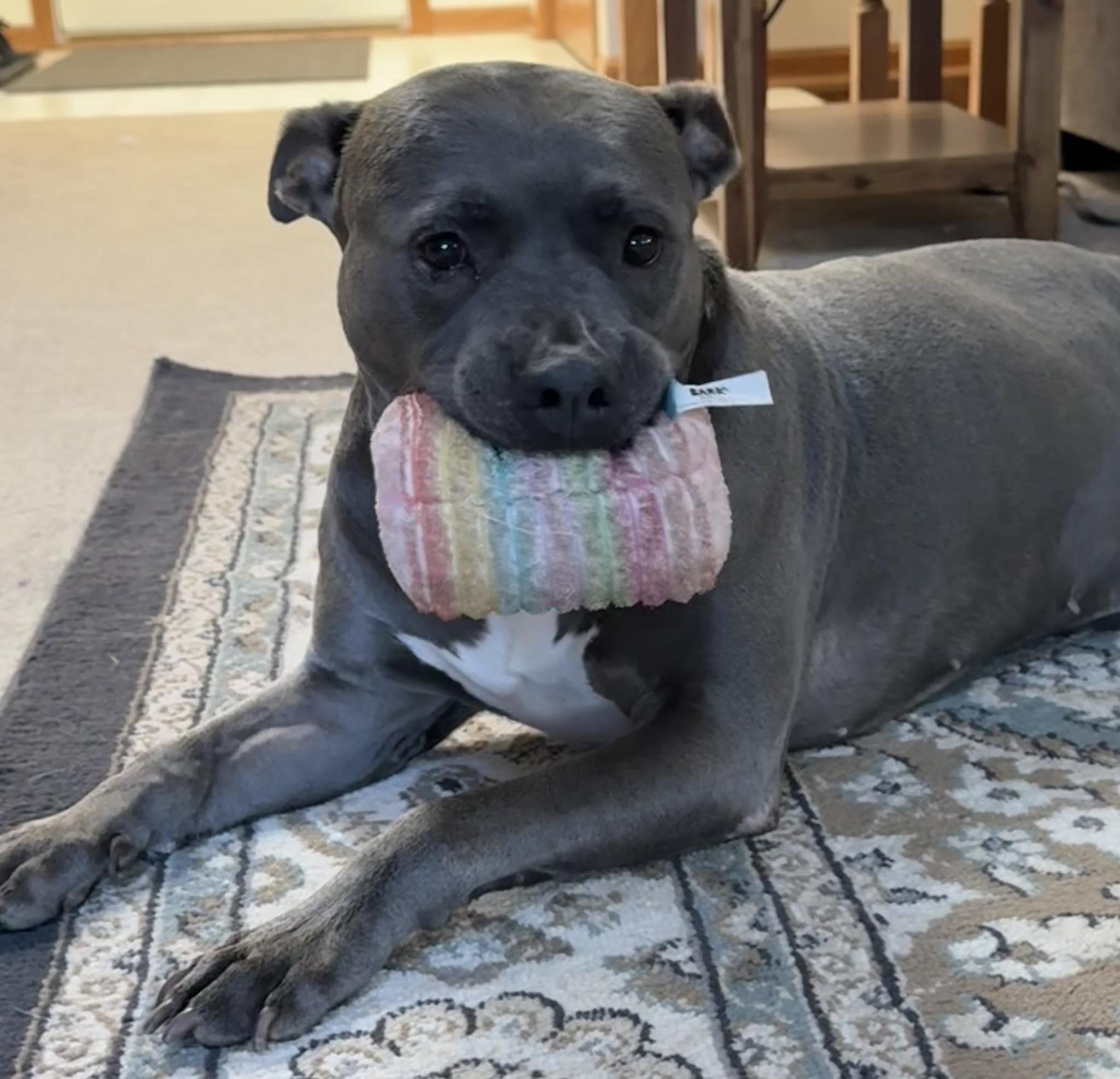 Grayson, adoptable, Adult Male American Staffordshire Terrier.