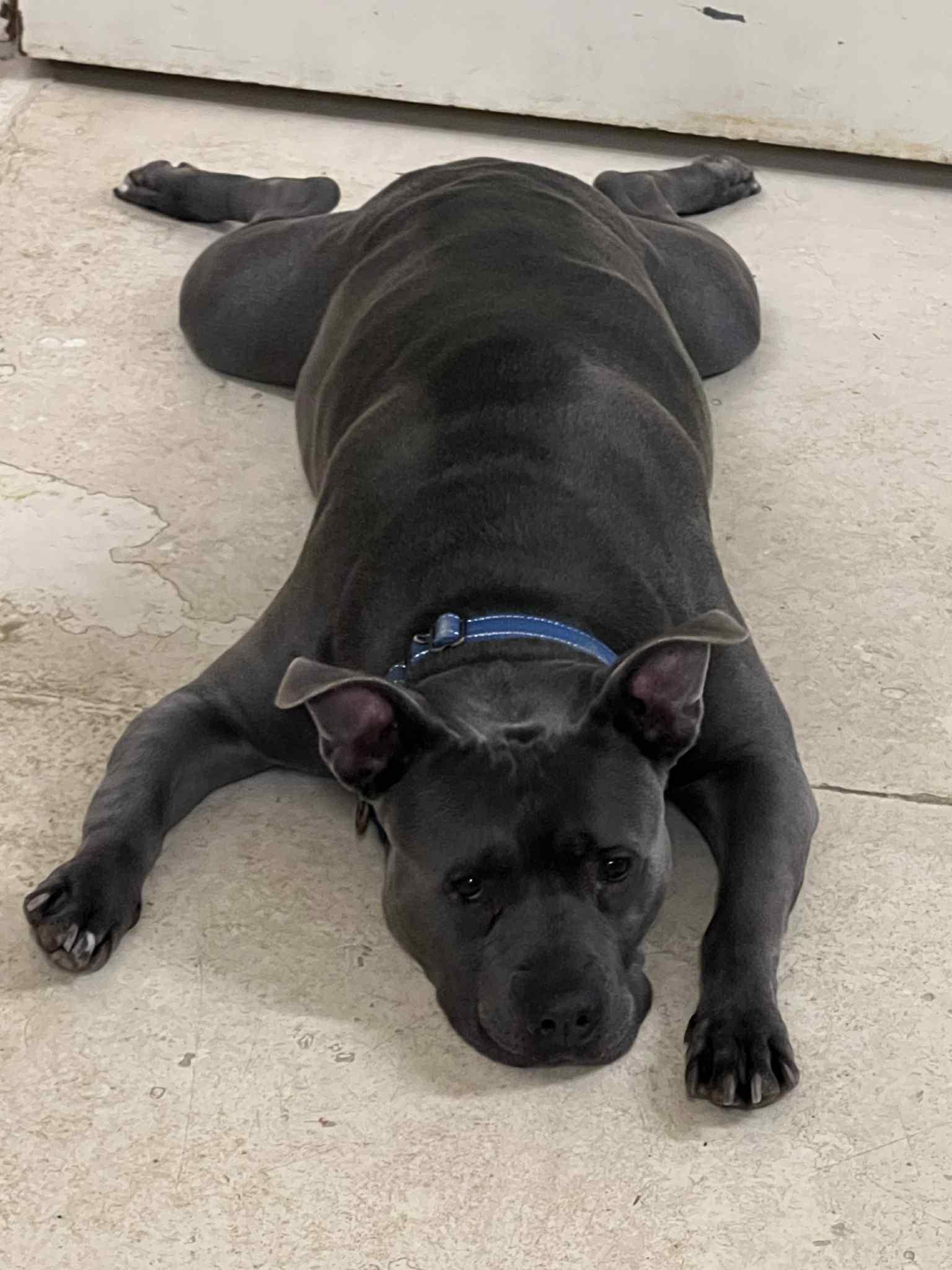 Grayson, a Adoptable mixed breed in Sheboygan, WI image 3/3