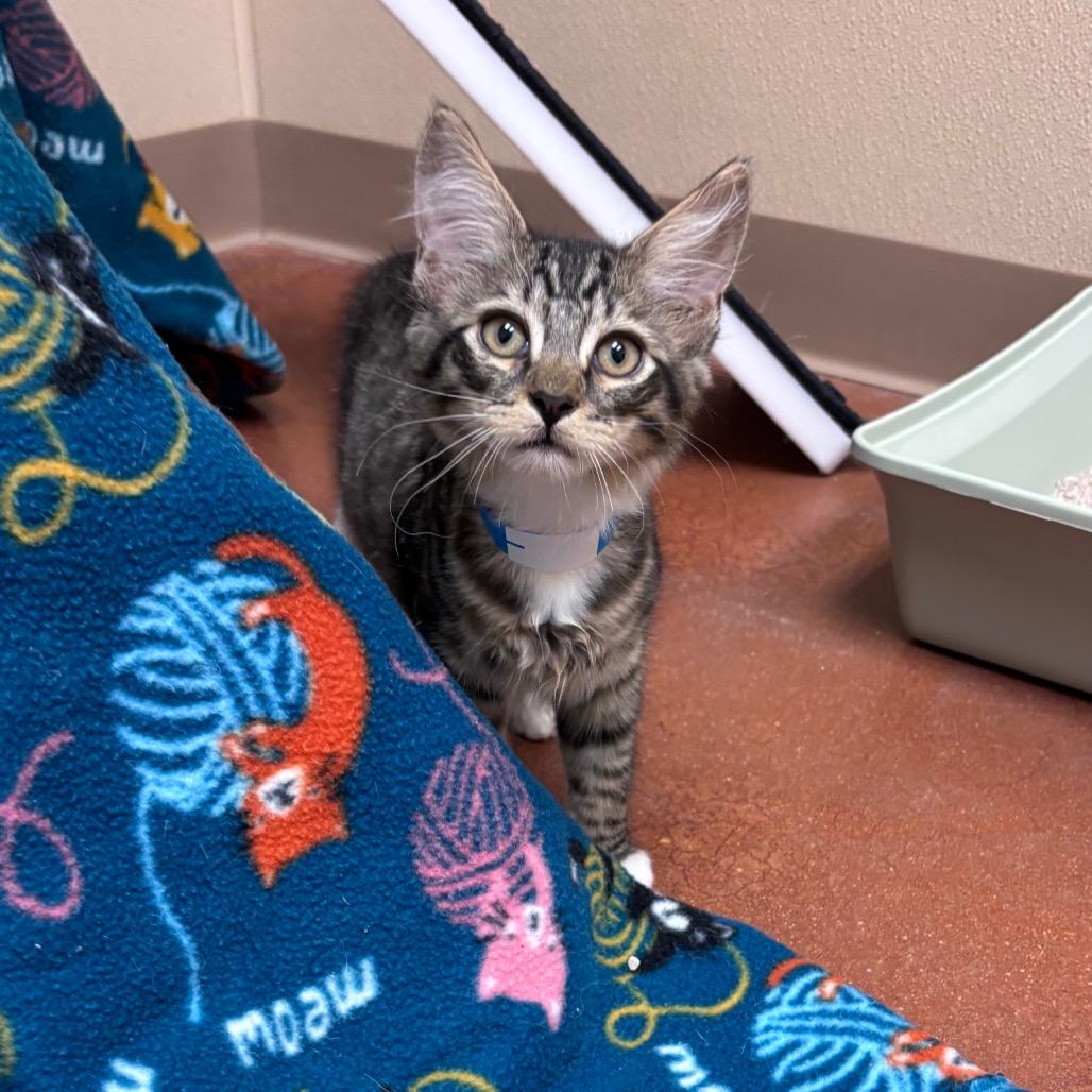 Tater Bell Blue, Adoptable, Kitten Male Domestic Short Hair.