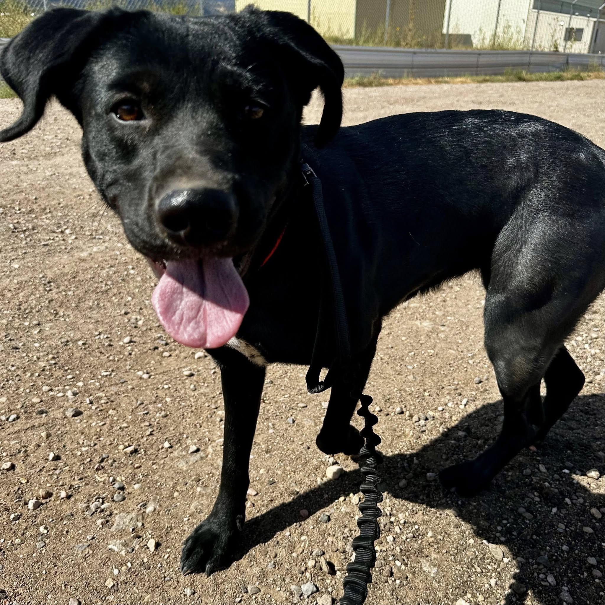 Bella, an adoptable Black Labrador Retriever in Parowan, UT, 84761 | Photo Image 3
