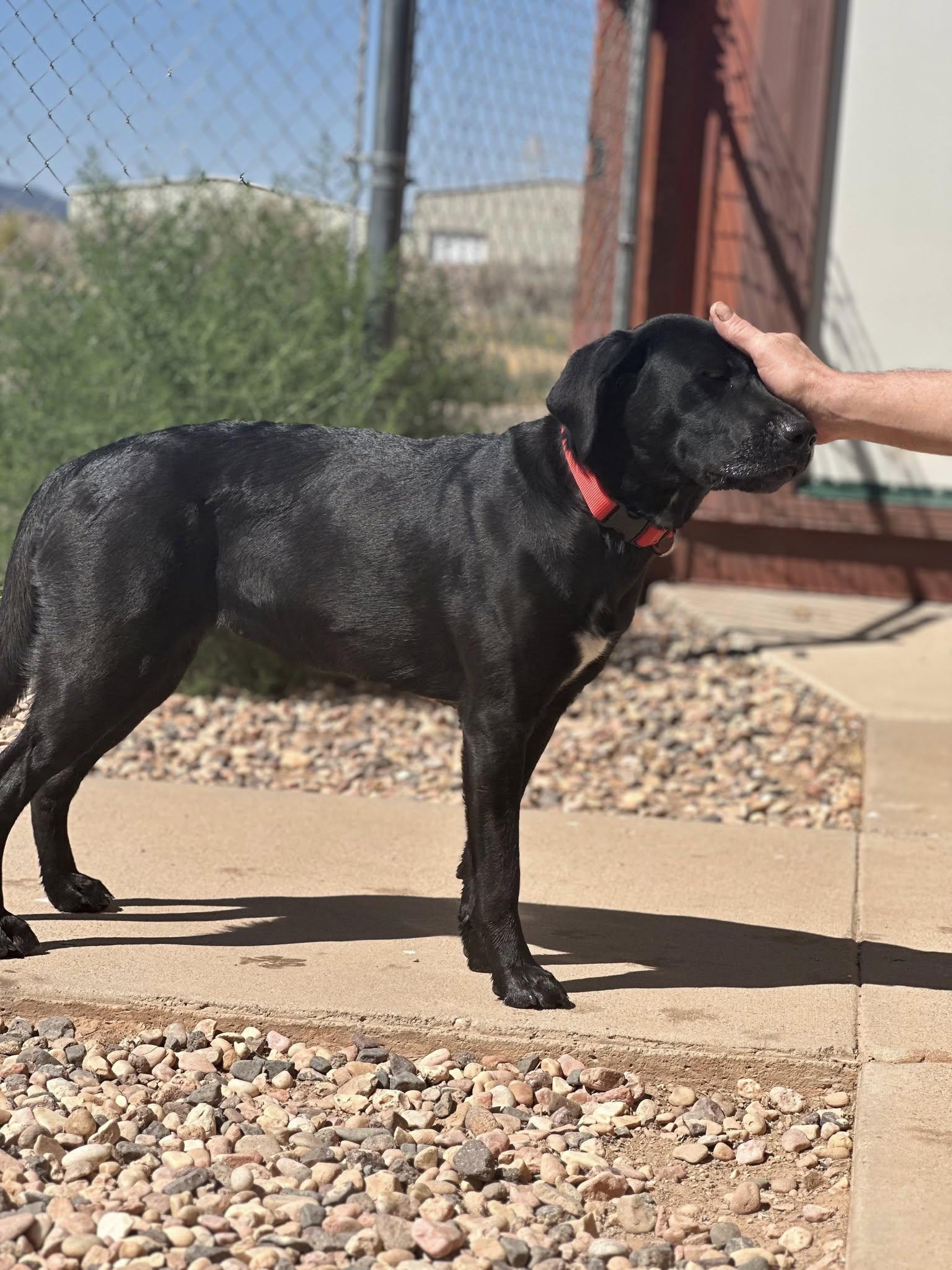 Enlarge Bella, a Adopted Black Labrador Retriever in Parowan, UT image 4/5