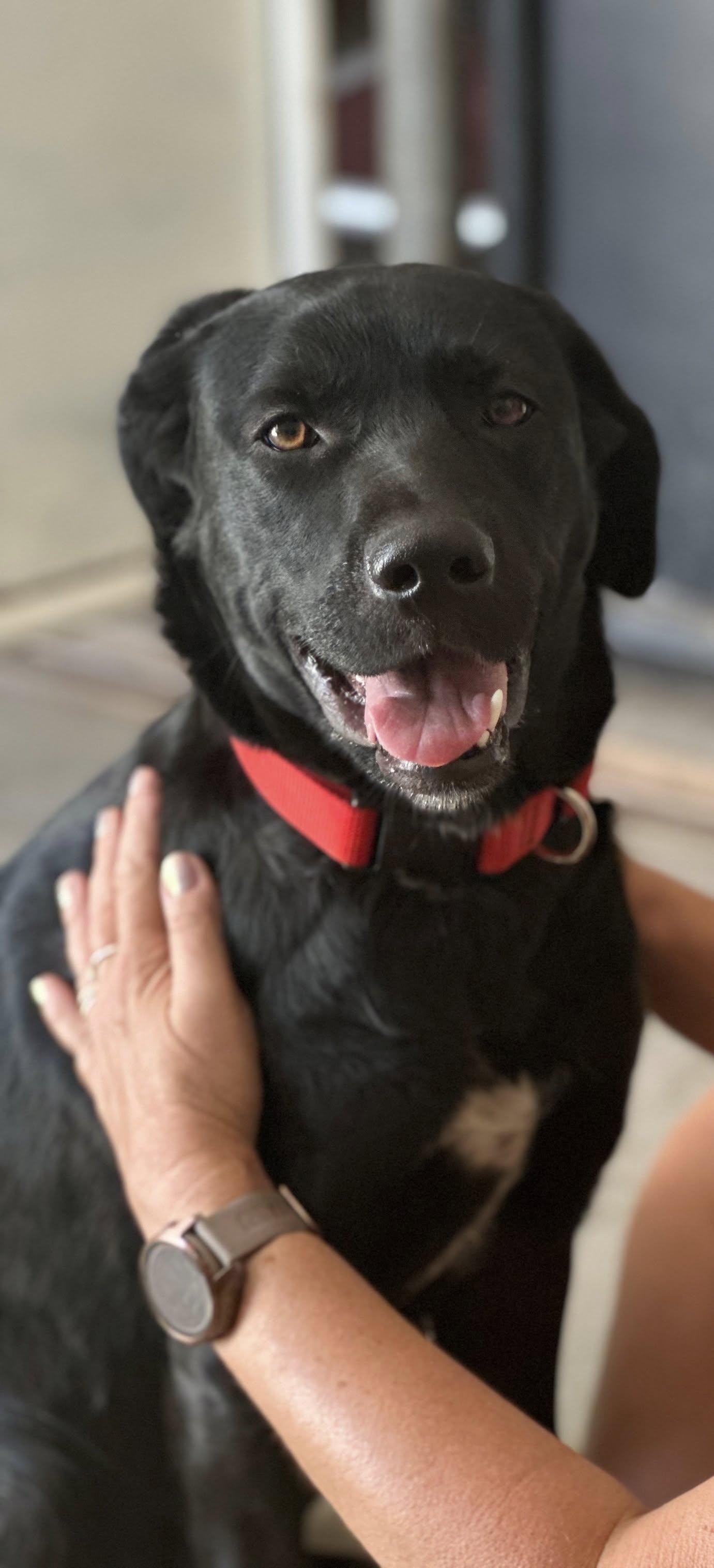 Enlarge Bella, a Adopted Black Labrador Retriever in Parowan, UT image 1/5