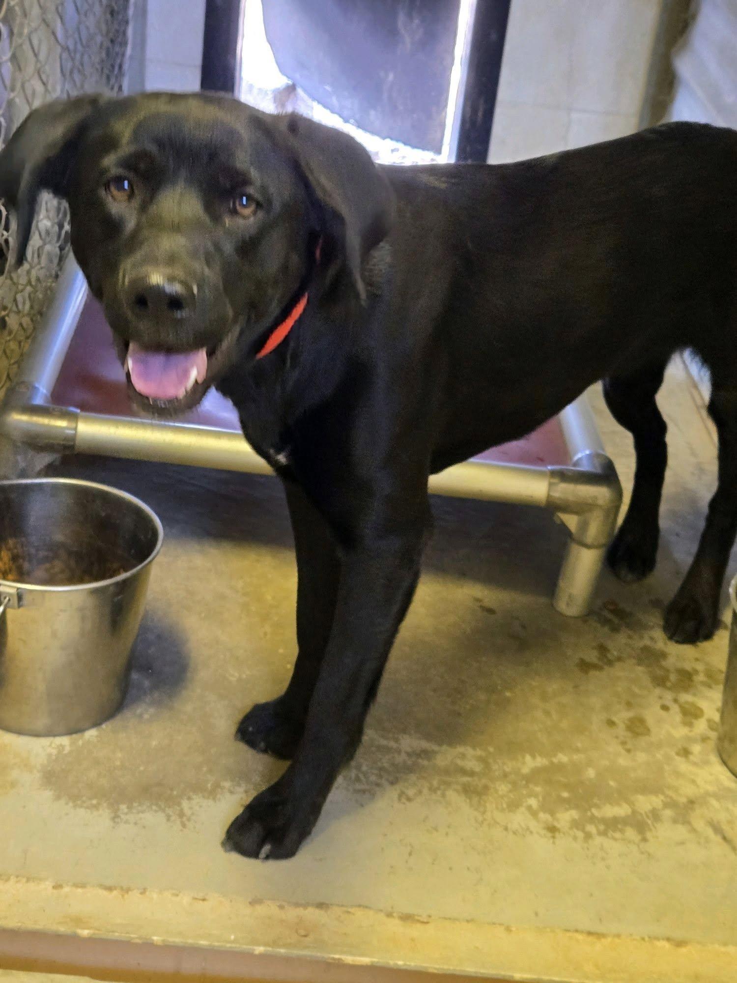 Bella, an adoptable Black Labrador Retriever in Parowan, UT, 84761 | Photo Image 2