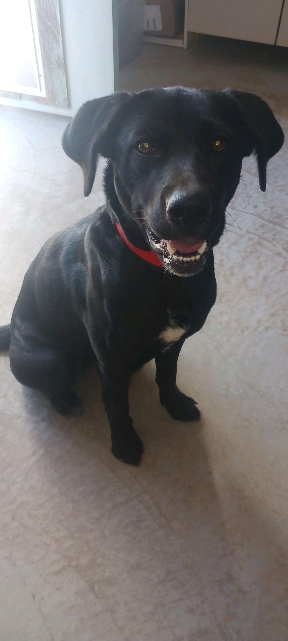 Enlarge Bella, a Adopted Black Labrador Retriever in Parowan, UT image 5/5