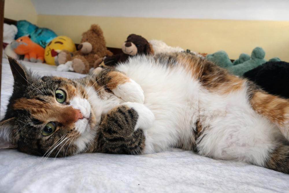 Dixie, Adoptable, Senior Female Domestic Short Hair & Tabby.