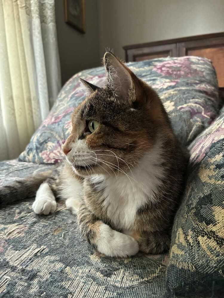 Dixie, Adoptable, Senior Female Domestic Short Hair & Tabby.