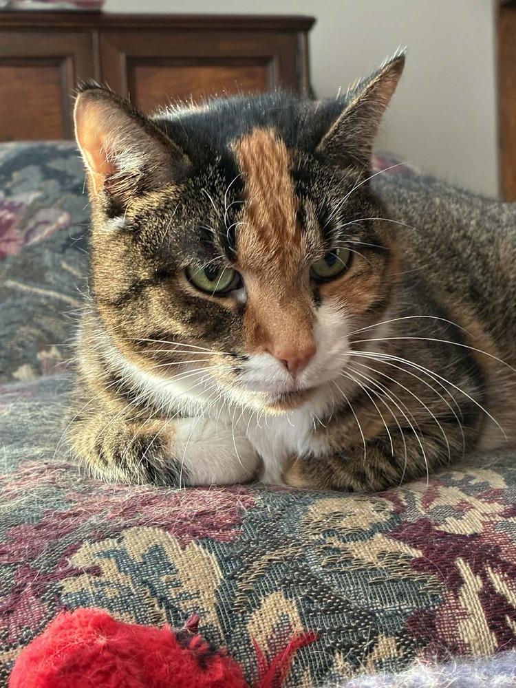 Enlarge Dixie, a Adoptable mixed breed in Homer Glen, IL image 2/5