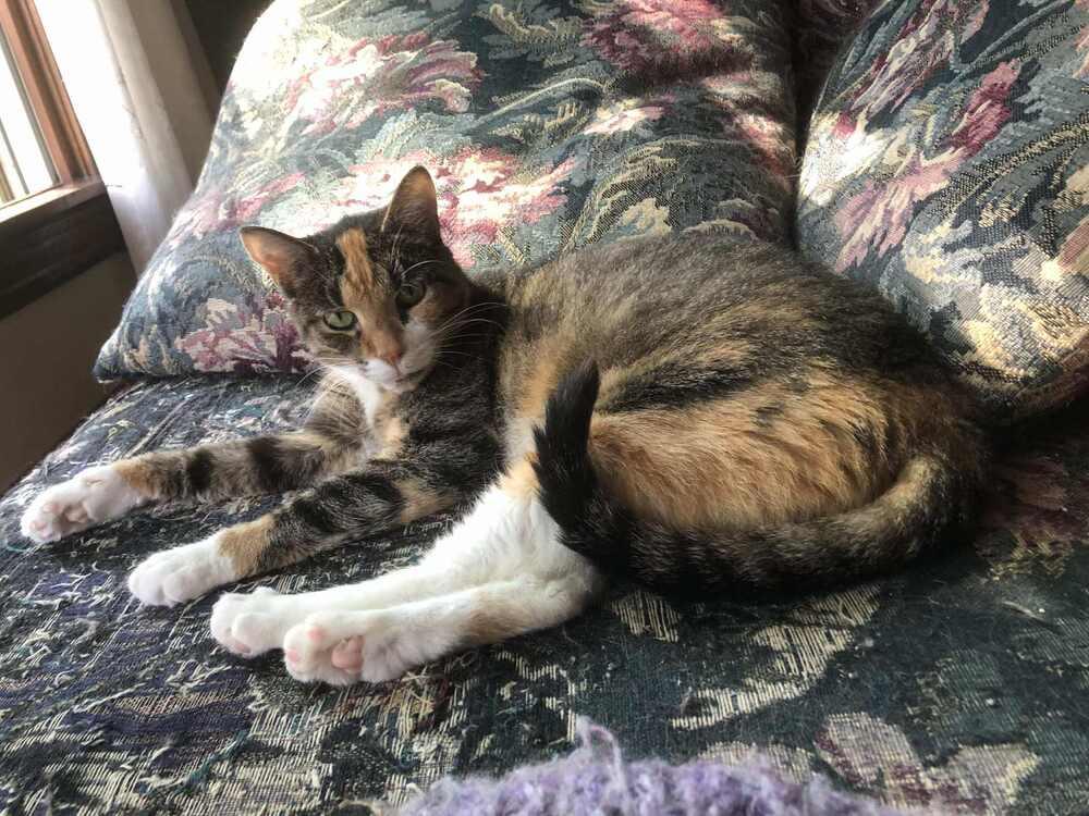 Enlarge Dixie, a Adoptable mixed breed in Homer Glen, IL image 3/5