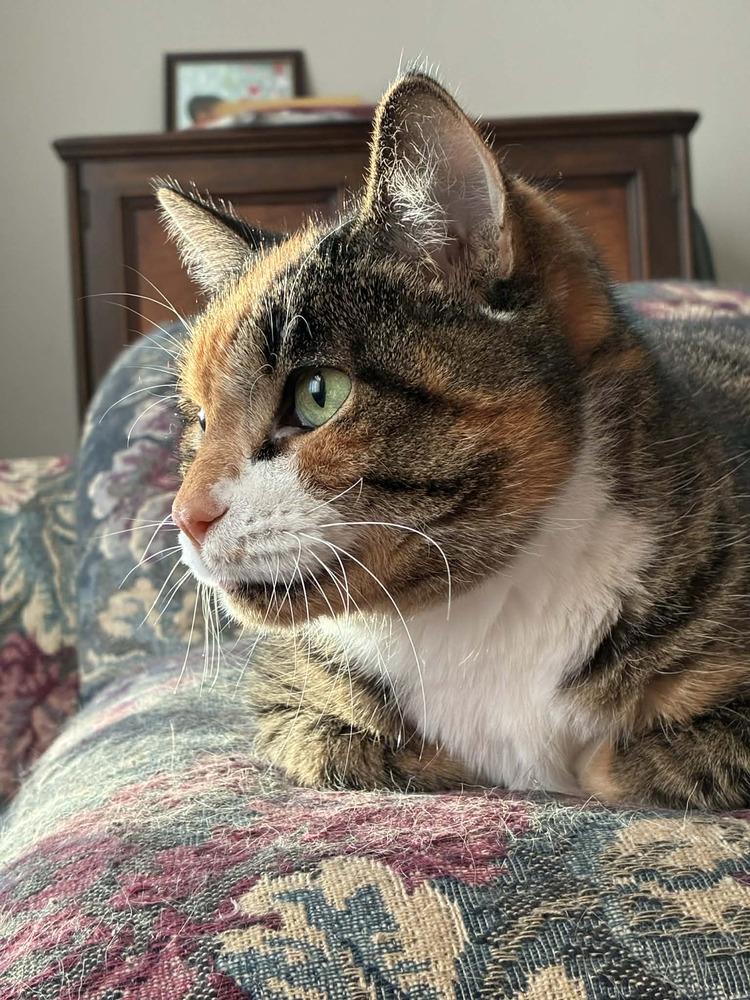 Enlarge Dixie, a Adoptable mixed breed in Homer Glen, IL image 4/5