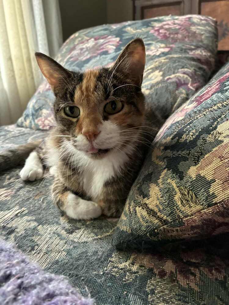 Enlarge Dixie, a Adoptable mixed breed in Homer Glen, IL image 5/5