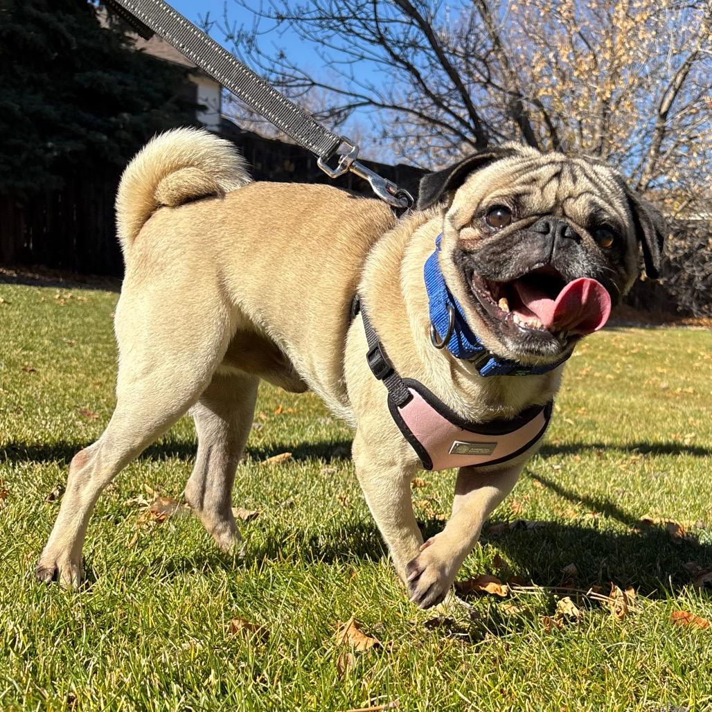 Otis, a Adoptable mixed breed in Fort Collins, CO image 2/6