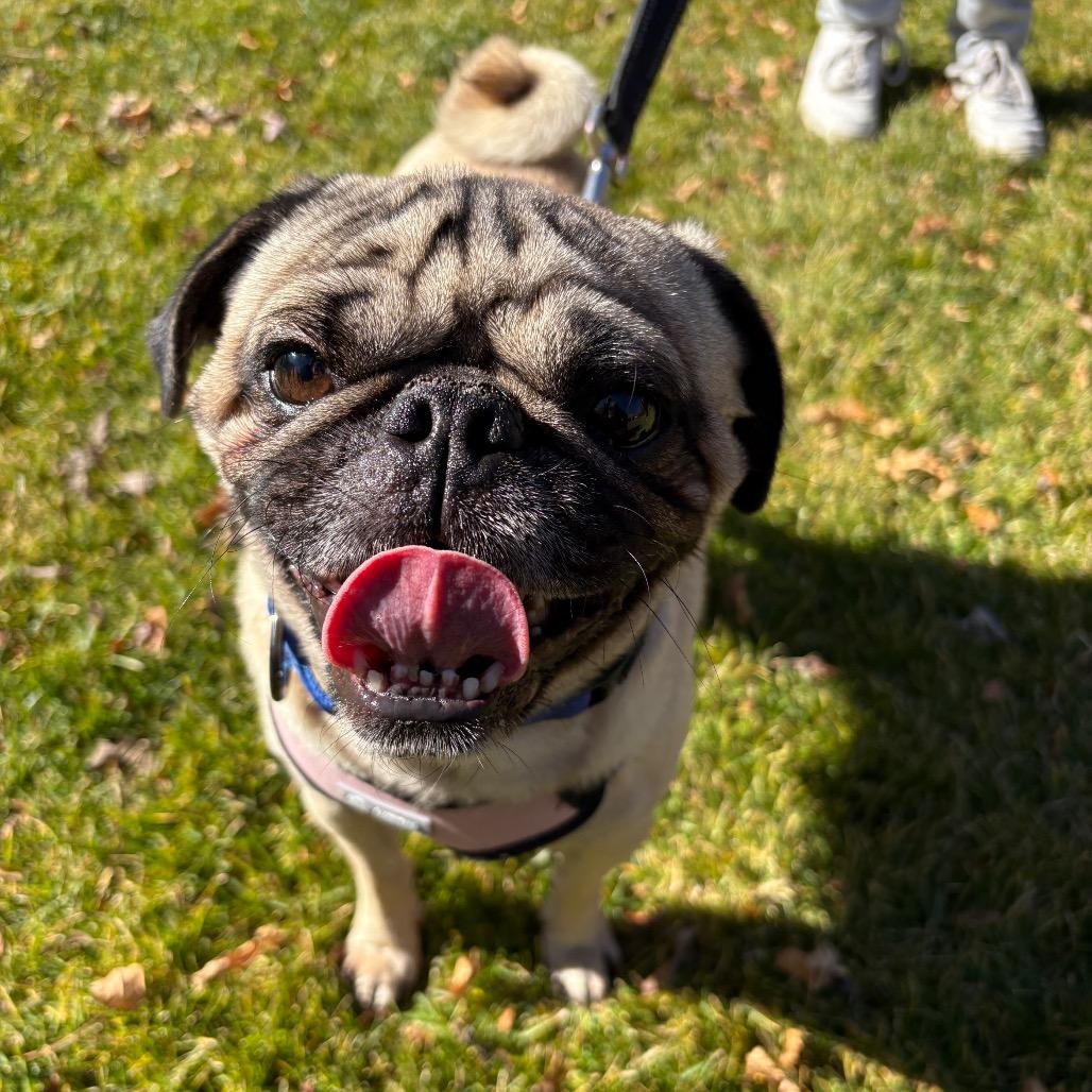 Otis, a Adoptable mixed breed in Fort Collins, CO image 3/6