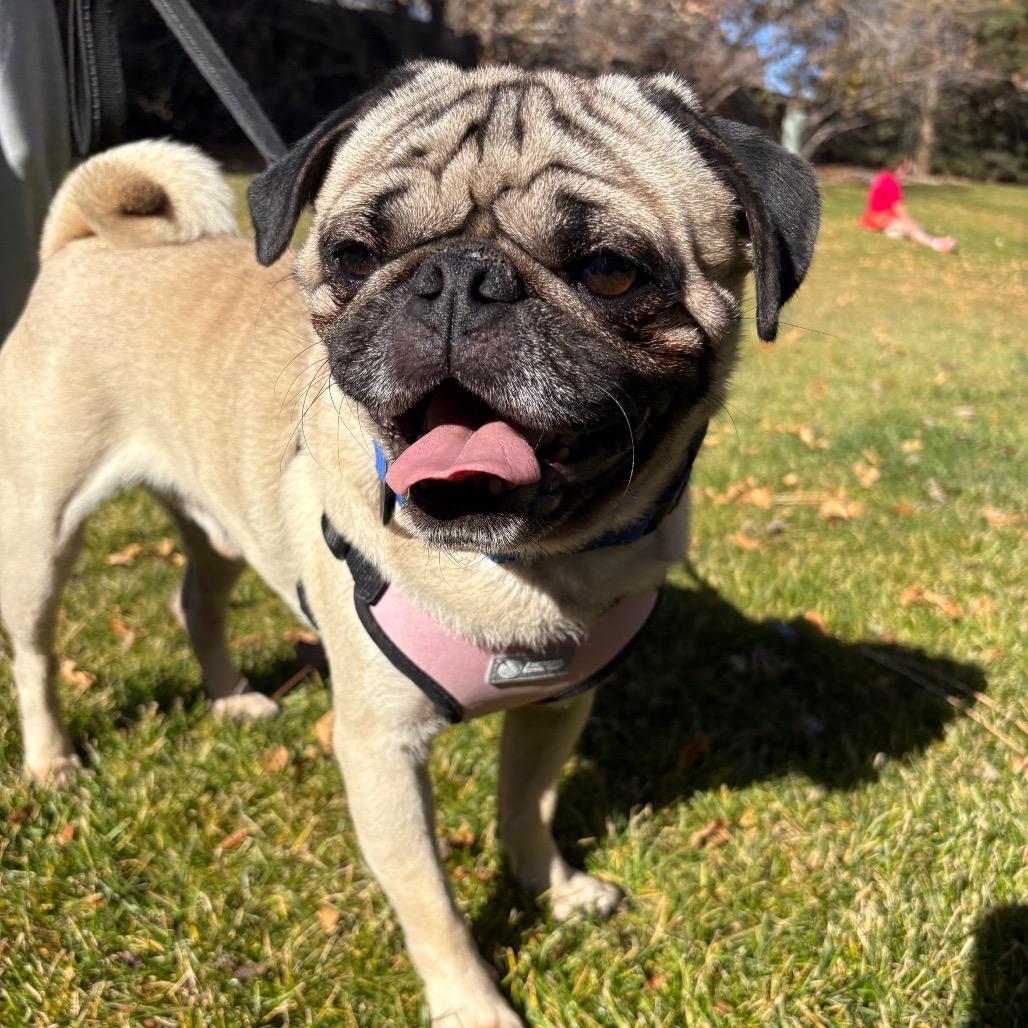Otis, a Adoptable mixed breed in Fort Collins, CO image 4/6