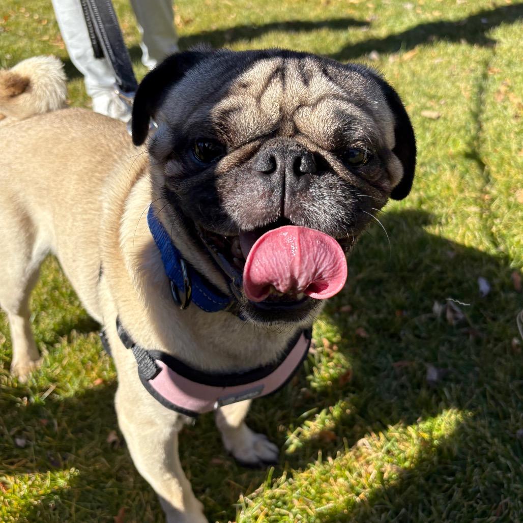 Otis, a Adoptable mixed breed in Fort Collins, CO image 5/6