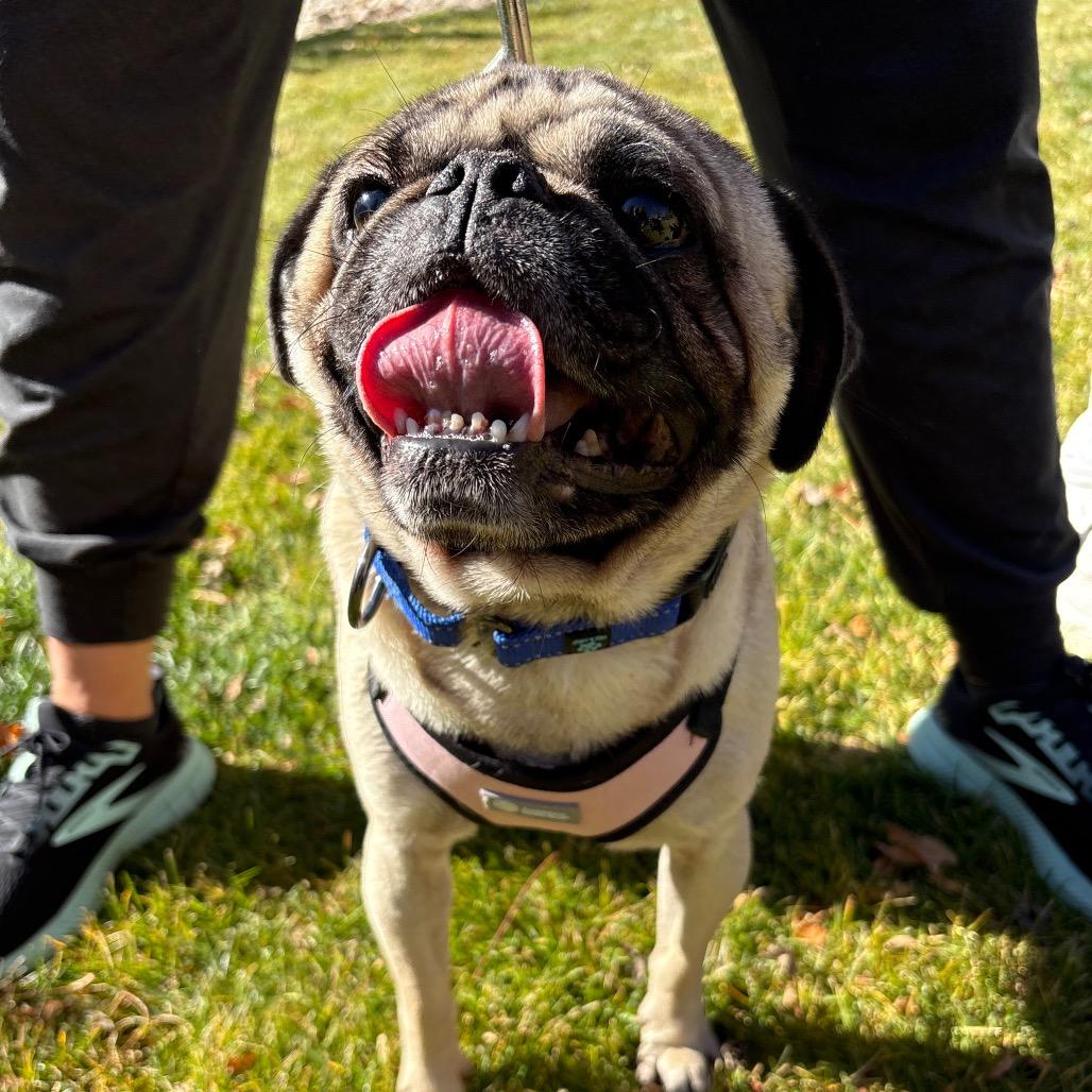 Otis, a Adoptable mixed breed in Fort Collins, CO image 6/6