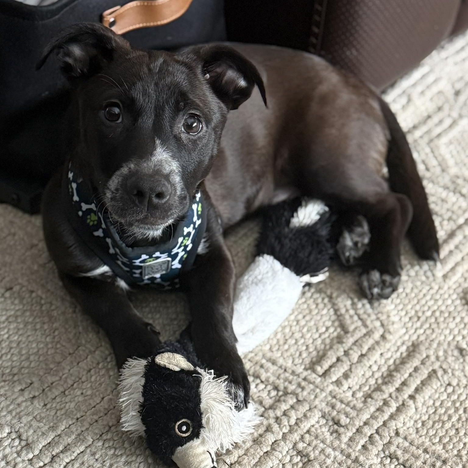 Enlarge Yoda, a ADOPTABLE Mixed Breed in Woolwich, ME image 1/5