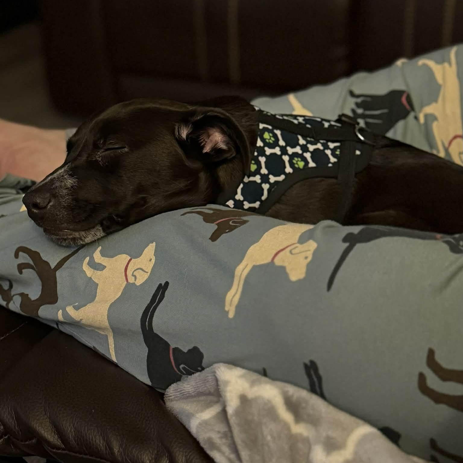 Enlarge Yoda, a ADOPTABLE Mixed Breed in Woolwich, ME image 5/5