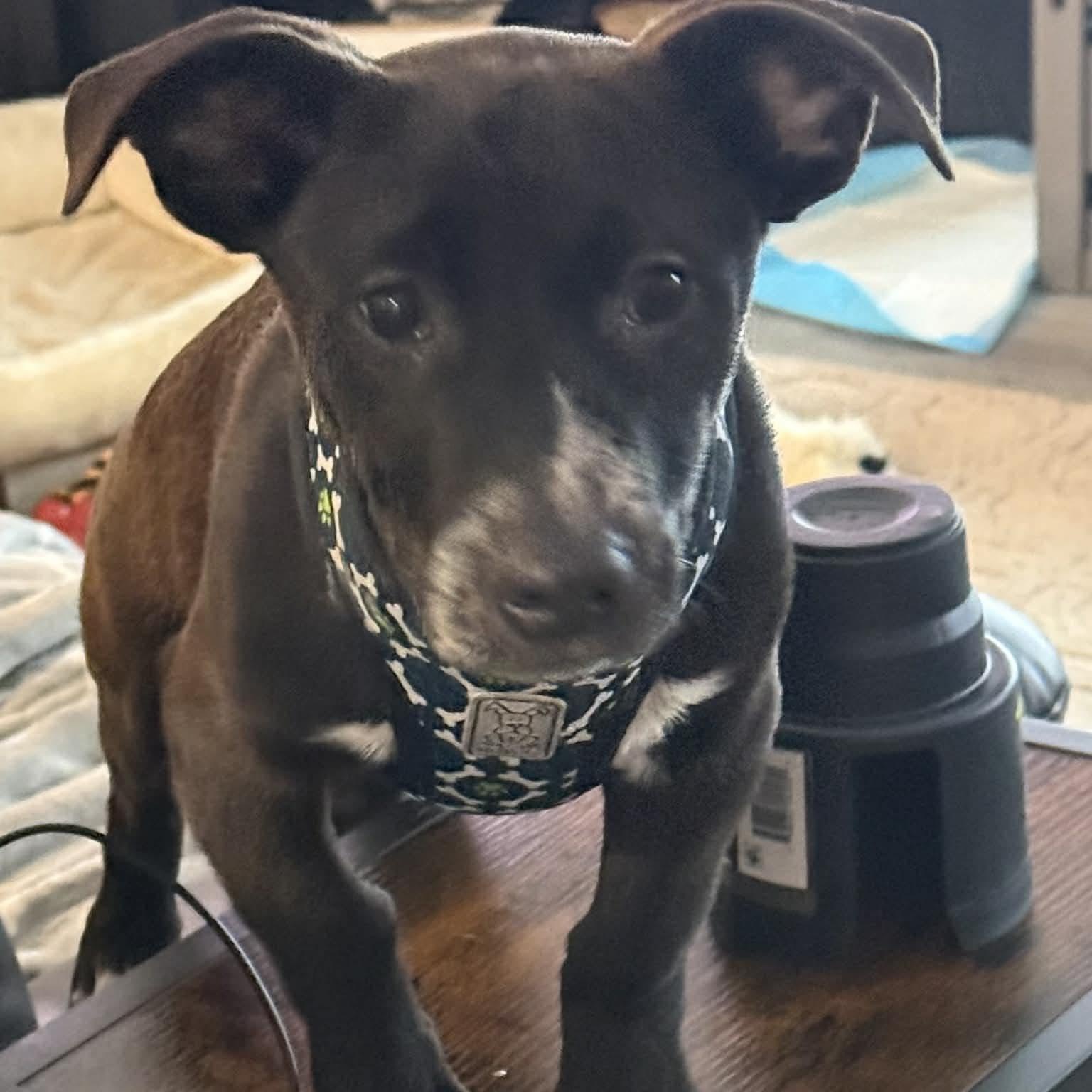 Enlarge Yoda, a ADOPTABLE Mixed Breed in Woolwich, ME image 4/5