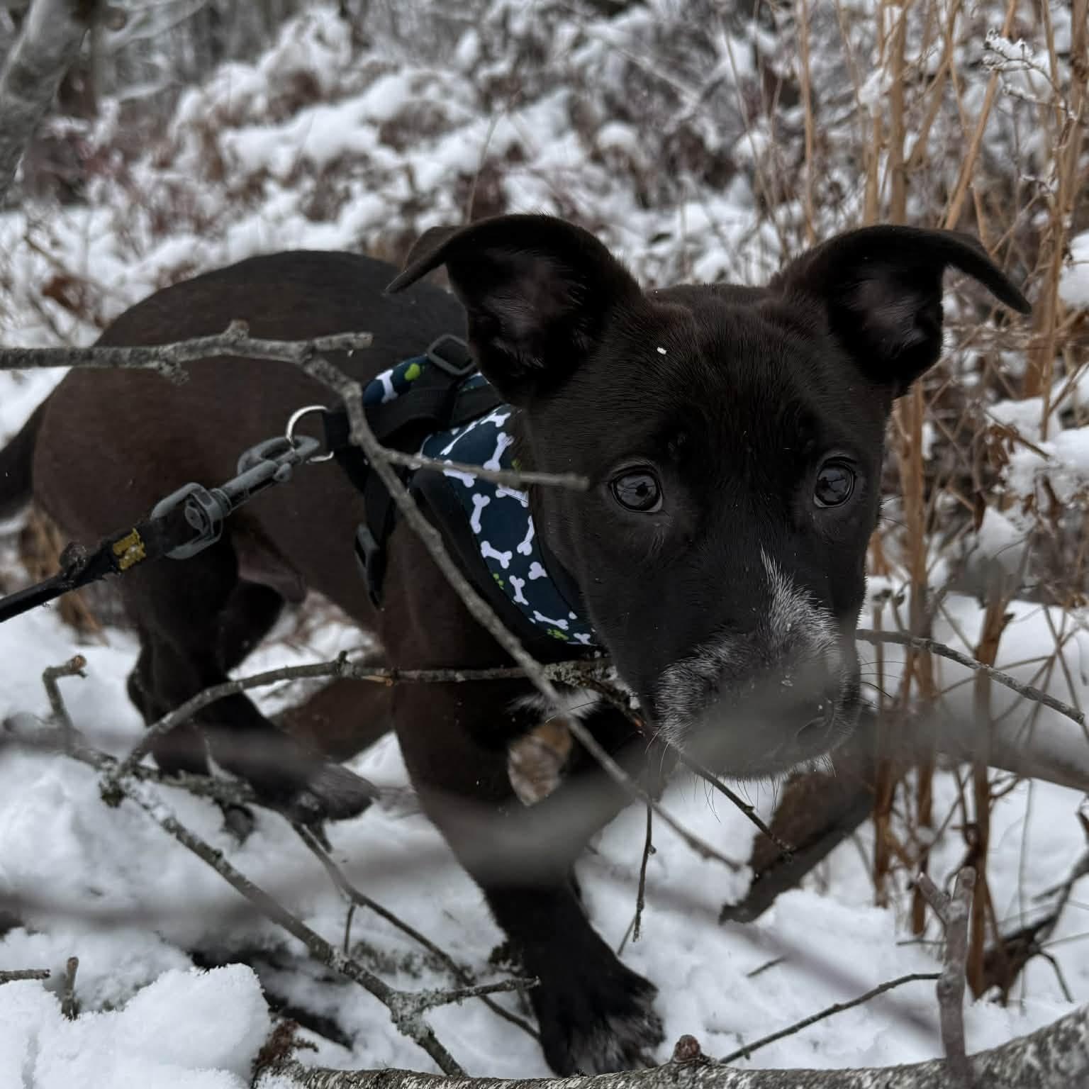 Enlarge Yoda, a ADOPTABLE Mixed Breed in Woolwich, ME image 2/5