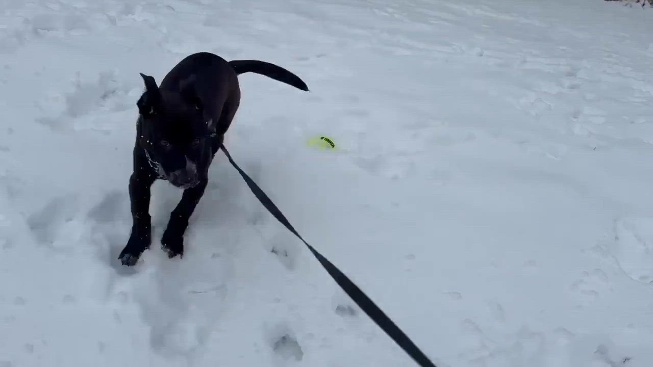 Enlarge Yoda, a ADOPTABLE Mixed Breed in Woolwich, ME video 3/5