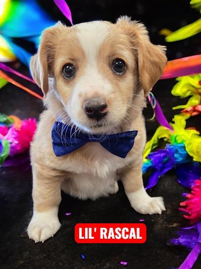 Enlarge Lil' Rascal, an adopted Mixed Breed in York, NE image 1/1