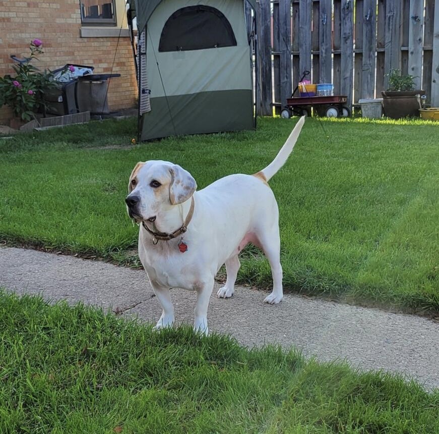 Enlarge Buddy AKA Boogie, a Adoptable mixed breed in Milwaukee, WI image 1/12